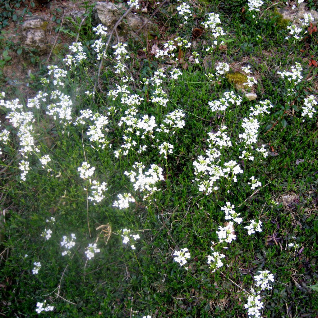 Arabis x sturii